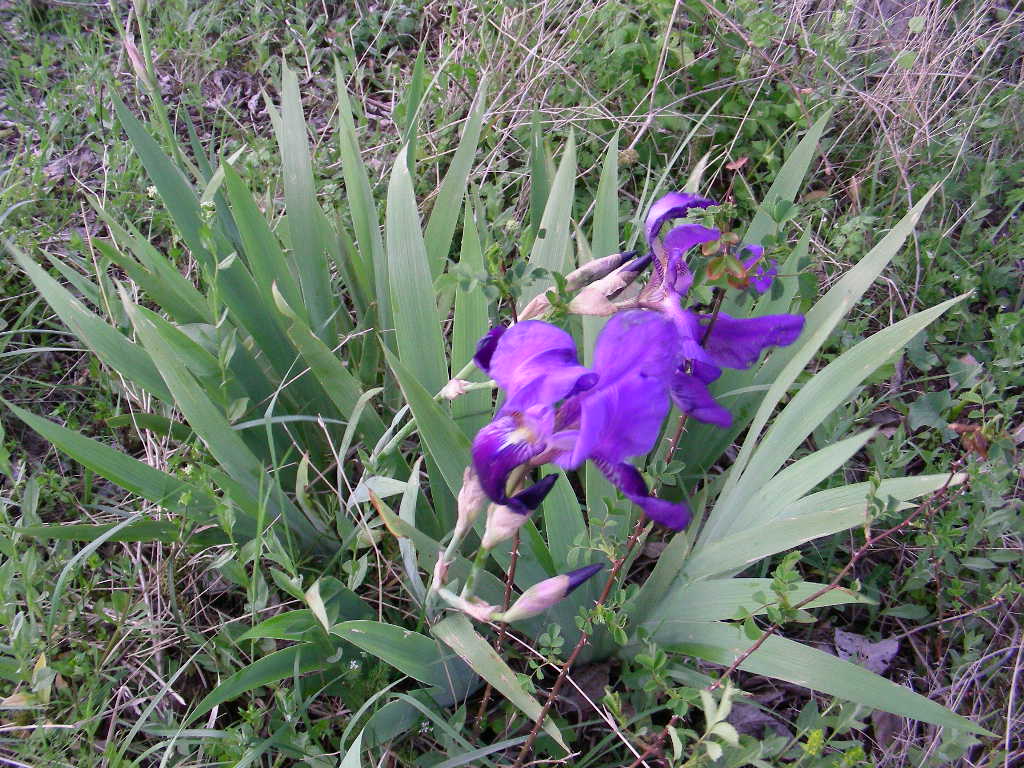 Iris marsica / Iris marsicano